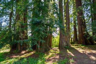 Single Family Residence,  Joy road, Occidental, CA 95465 - 41