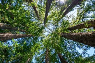 Single Family Residence,  Joy road, Occidental, CA 95465 - 43