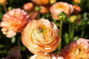 Single Family Residence, Wild Turkey run, Santa Rosa, CA 95404 - 22