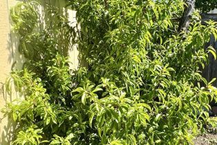 Single Family Residence, Hearn avenue, Santa Rosa, CA 95407 - 21