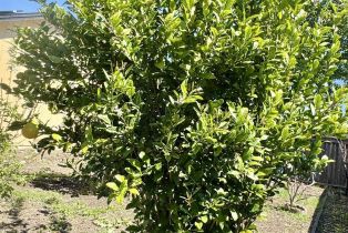 Single Family Residence, Hearn avenue, Santa Rosa, CA 95407 - 19