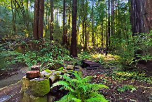 Single Family Residence,  Bittner road, Occidental, CA 95465 - 28