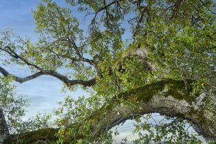 Single Family Residence,  Ursuline road, Santa Rosa, CA 95403 - 9