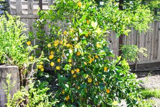 Single Family Residence,  Barrio way, Windsor, CA 95492 - 53