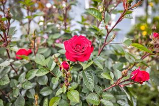 Single Family Residence, Portello lane, Windsor, CA 95492 - 37