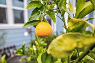 Single Family Residence, Portello lane, Windsor, CA 95492 - 38