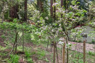 Single Family Residence,  Fiori lane, Sebastopol, CA 95472 - 49