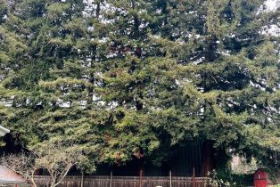 Single Family Residence, Pierson street, Santa Rosa, CA 95401 - 27