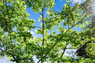 Single Family Residence,  Garden court, Petaluma, CA 94954 - 42