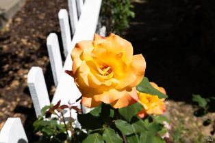 Single Family Residence,  Tammy way, Santa Rosa, CA 95401 - 3