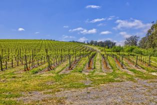 Agriculture,  Blank road, Sebastopol, CA 95472 - 19