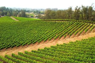 Agriculture,  Blank road, Sebastopol, CA 95472 - 2