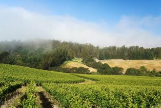 Agriculture,  Blank road, Sebastopol, CA 95472 - 5