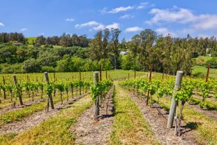 Agriculture,  Blank road, Sebastopol, CA 95472 - 22