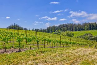 Agriculture,  Blank road, Sebastopol, CA 95472 - 23