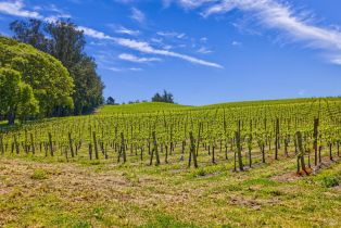 Agriculture,  Blank road, Sebastopol, CA 95472 - 20