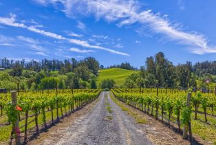 Agriculture,  Blank road, Sebastopol, CA 95472 - 15