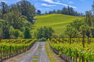 Agriculture,  Blank road, Sebastopol, CA 95472 - 16