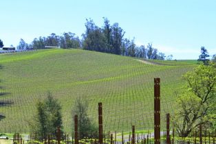 Agriculture,  Blank road, Sebastopol, CA 95472 - 12