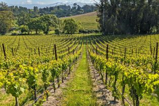 Agriculture,  Blank road, Sebastopol, CA 95472 - 10