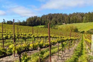 Agriculture,  Blank road, Sebastopol, CA 95472 - 11
