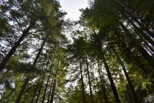Residential Lot,  Old Monte Rio road, Russian River, CA 95446 - 24