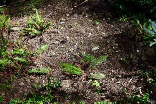 Residential Lot,  Old Monte Rio road, Russian River, CA 95446 - 25