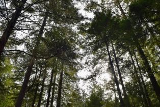 Residential Lot,  Old Monte Rio road, Russian River, CA 95446 - 26