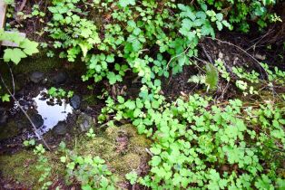 Residential Lot,  Old Monte Rio road, Russian River, CA 95446 - 17