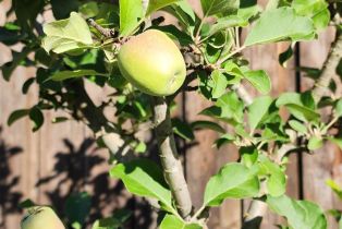 Single Family Residence,  Thomson avenue, Sonoma, CA 95476 - 58