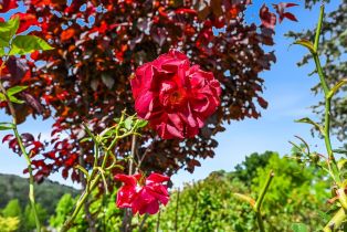 Single Family Residence,  Belhaven circle, Santa Rosa, CA 95409 - 31