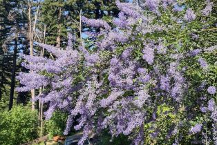Residential Acreage,  St Helena road, Santa Rosa, CA 95404 - 25