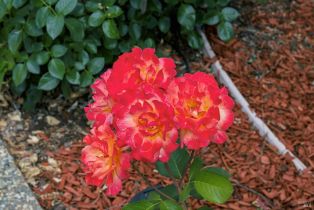 Single Family Residence,  Emerald drive, Calistoga, CA 94515 - 35