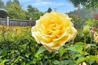Single Family Residence,  Northern avenue, Russian River, CA 95446 - 32