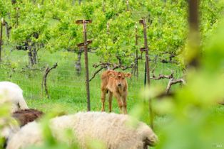 Agriculture,  Wild Horse Valley road, Napa, CA 94558 - 33