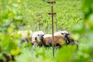 Agriculture,  Wild Horse Valley road, Napa, CA 94558 - 35