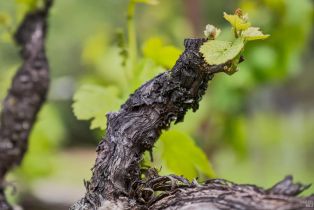 Agriculture,  Wild Horse Valley road, Napa, CA 94558 - 30