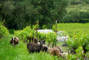 Agriculture,  Wild Horse Valley road, Napa, CA 94558 - 34