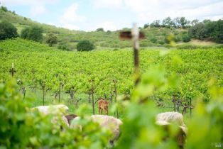 Agriculture,  Wild Horse Valley road, Napa, CA 94558 - 32