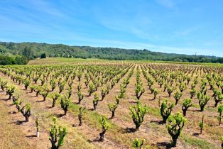 Single Family Residence,  Dry Creek road, Healdsburg, CA 95448 - 79