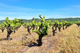Single Family Residence,  Dry Creek road, Healdsburg, CA 95448 - 8