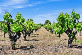 Single Family Residence,  Dry Creek road, Healdsburg, CA 95448 - 57