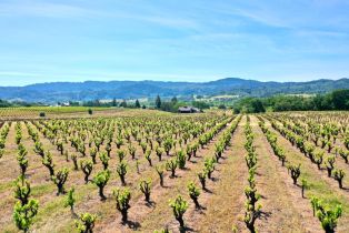 Single Family Residence,  Dry Creek road, Healdsburg, CA 95448 - 9