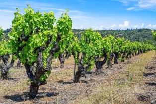 Single Family Residence,  Dry Creek road, Healdsburg, CA 95448 - 55