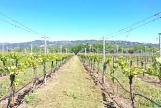 Agriculture,  W Soda Rock lane, Healdsburg, CA 95448 - 26