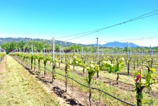 Agriculture,  W Soda Rock lane, Healdsburg, CA 95448 - 36