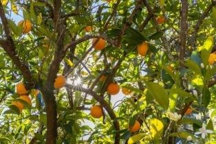 Residential Acreage,  Silverado trail, Calistoga, CA 94515 - 20