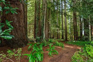 Single Family Residence,  Frati lane, Sebastopol, CA 95472 - 32