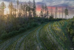 Agriculture,  Mount Veeder Road road, Napa, CA 94558 - 20