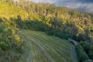 Agriculture,  Mount Veeder Road road, Napa, CA 94558 - 18